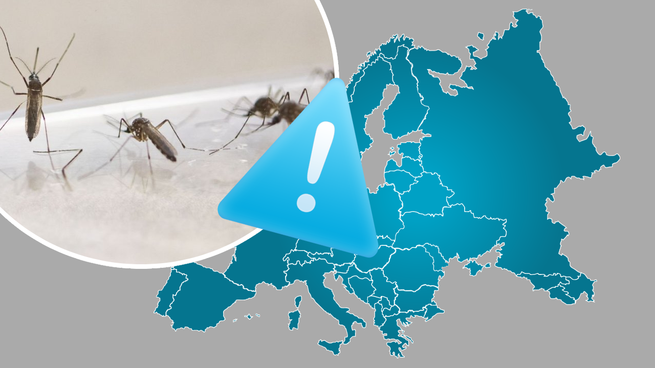 Alarmă în Europa! Țânțarii capătă imunitate la insecticide, cresc riscurile de boli