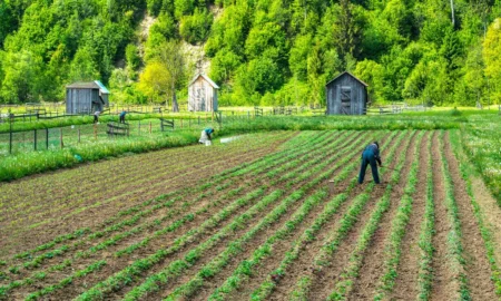 Banca Transilvania lansează „Creditul De 5 ori APIA” pentru fermieri. Revoluționarea finanțării în agricultură și zootehnie