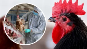 Alertă mondială! Gripa aviară ar putea trece de la om la om