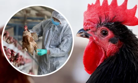 Alertă de Gripă aviară confirmată în România! Măsuri drastice luate pentru 120 de păsări