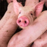 Creșterea prețurilor la carnea de porc și dependenta de importuri în România