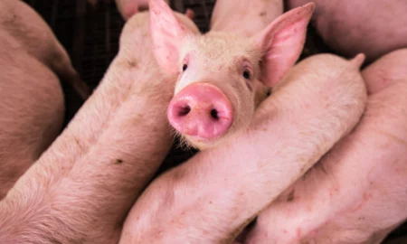 Creșterea prețurilor la carnea de porc înainte de sărbători: Cum se adaptează românii?