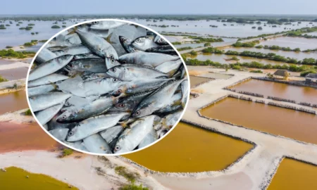 Criză iminentă în piscicultura românească: 70% din ferme, în pragul falimentului pentru 2024!