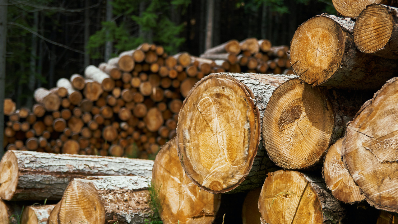 Explozie de prețuri pentru lemnul de foc în 2023! O amenințare pentru încălzirea românilor?