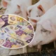 Vouchere de Crăciun de 1000 lei pentru micile ferme de porci: Iată cine se califică!