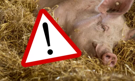 Alertă sanitară și sfaturi esențiale pentru consumatorii de carne de porc în perioada sărbătorilor