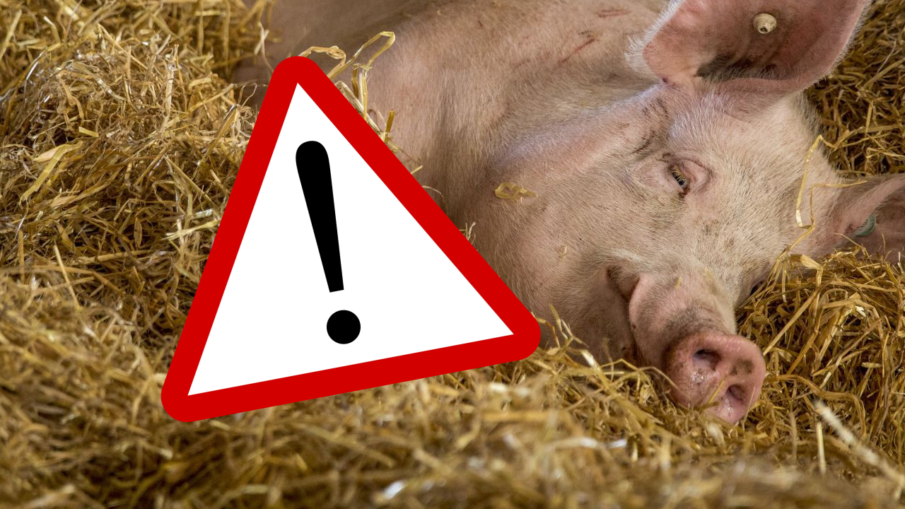 Alertă sanitară și sfaturi esențiale pentru consumatorii de carne de porc în perioada sărbătorilor