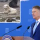 Klaus Iohannis a promulgat legea! Ce se întâmplă cu câinii fără stăpân