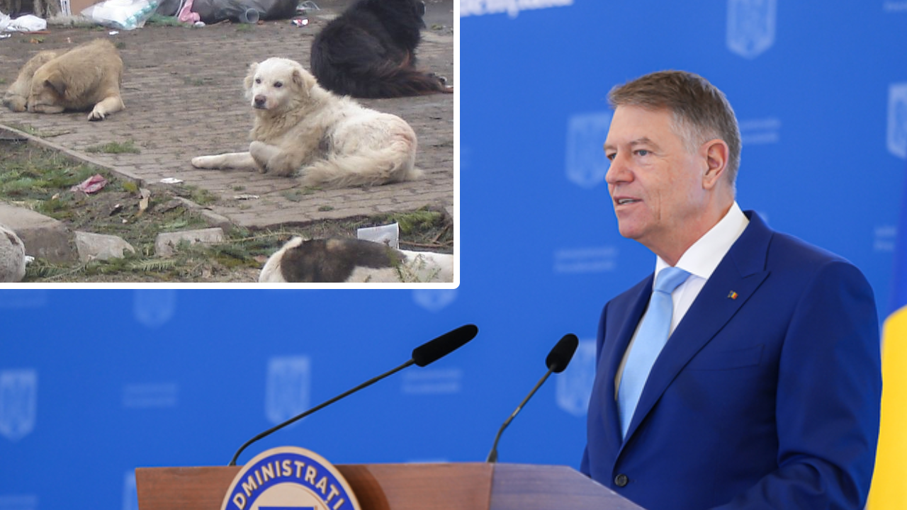 Klaus Iohannis a promulgat legea! Ce se întâmplă cu câinii fără stăpân