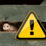 Fermierii români avertizează! Criza carnei de porc amenință securitatea alimentară