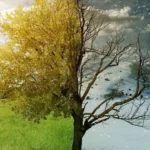 Prognoza Meteo pentru Ianuarie 2024: Schimbări climatice în România