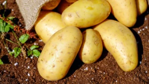 Agricultorii de cartofi vor primi sprijin financiar de la stat - Descoperă cât vor încasa în 2024