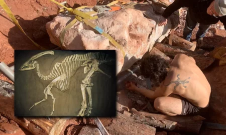 Descoperirea secretă a fosilei de dinozaur: de ce a fost păstrată ascunsă timp de 2 ani