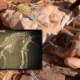 Descoperirea secretă a fosilei de dinozaur: de ce a fost păstrată ascunsă timp de 2 ani