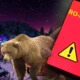 Urs în apropierea festivalului Massif din Poiana Brașov provoacă panică după mesajele Ro-Alert