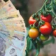 Vești bune pentru fermieri! 1.500 euro de la stat pentru culturile de roșii și usturoi. Care sunt cerințele?