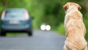 Pedepse aspre pentru șoferii care abandonează câini. Suspendare permis și închisoare până la 7 ani