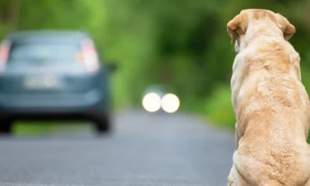 Pedepse aspre pentru șoferii care abandonează câini. Suspendare permis și închisoare până la 7 ani