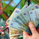 Planta care îi poate îmbogăți pe agricultori români: zeci de mii de euro pe hectar