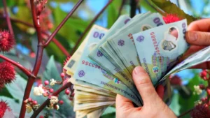 Planta care îi poate îmbogăți pe agricultori români: zeci de mii de euro pe hectar