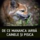 De Ce Mănâncă Iarbă Câinele Şi Pisica? Școala Iubitorilor De Animale