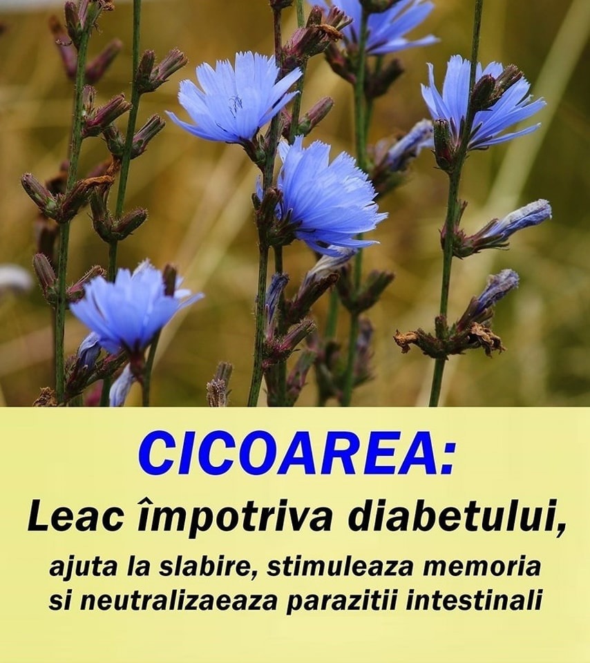 Cicoarea: Sursă bogată de nutrienți cu proprietăți medicinale și culinare