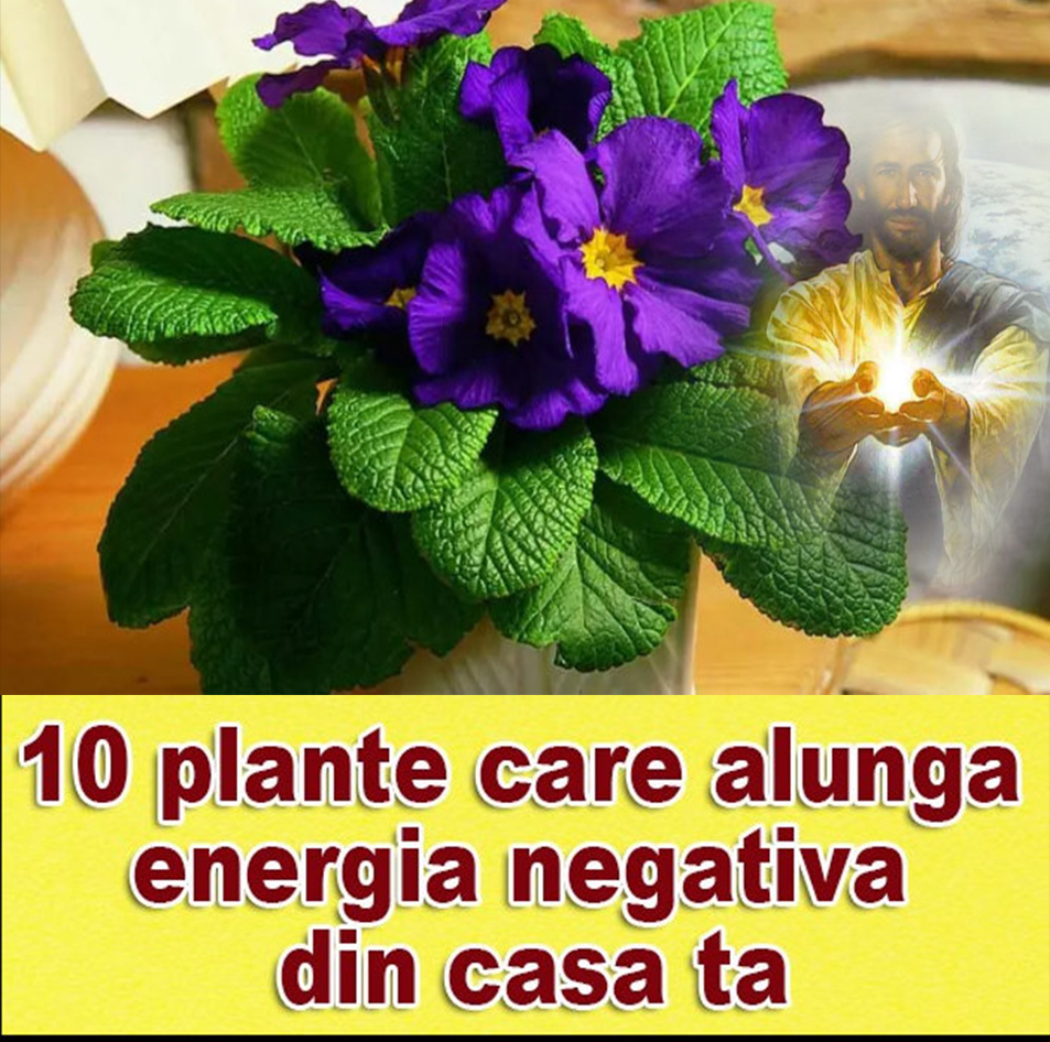 Top 10 plante de apartament care îmbunătățesc starea de spirit și combat stresul