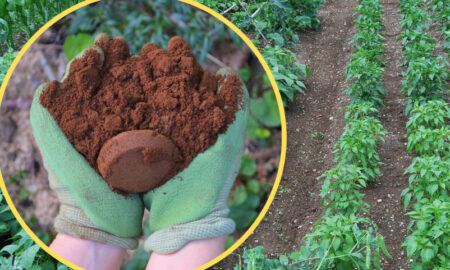 Redescoperă utilitatea zațului de cafea: Fertilizant natural pentru grădina ta și aliat împotriva dăunătorilor