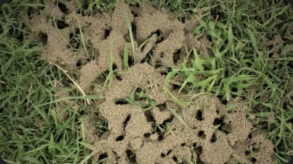 Cum să scapi de furnici în grădina de legume? Remedii naturale