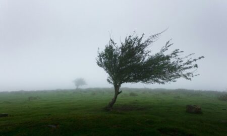 Cod galben de vijelii puternice, până miercuri noapte! Cele 13 județe în care se vor resimți fenomenele meteo severe