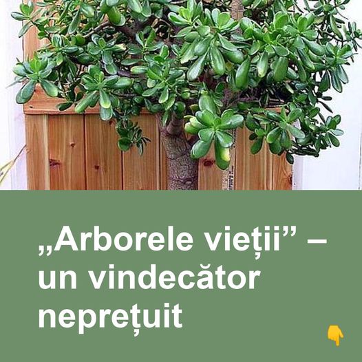 Descoperă Proprietățile Vindecătoare ale Crasulei