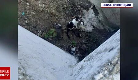 Amendă record pentru un bărbat care a abandonat cinci pisici în Botoșani. Animalele erau într-un sac