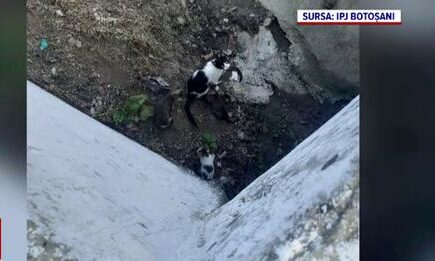 Amendă record pentru un bărbat care a abandonat cinci pisici în Botoșani. Animalele erau într-un sac