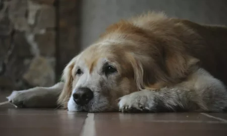 Cum îmbătrânește un câine. Sfaturi de îngrijire pentru ultima etapă de viață