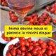 Vin de măceșe. Cum se prepară băutura delicioasă și vitaminizantă